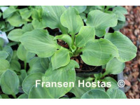 Hosta 